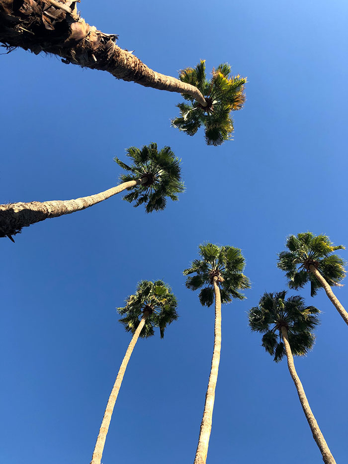 Palms in Pal Springs